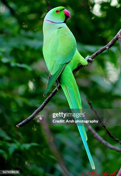 10,813 Green Parrot Photos and Premium High Res Pictures - Getty Images 10,813 Green Parrot Photos and Premium High Res Pictures - Getty Images