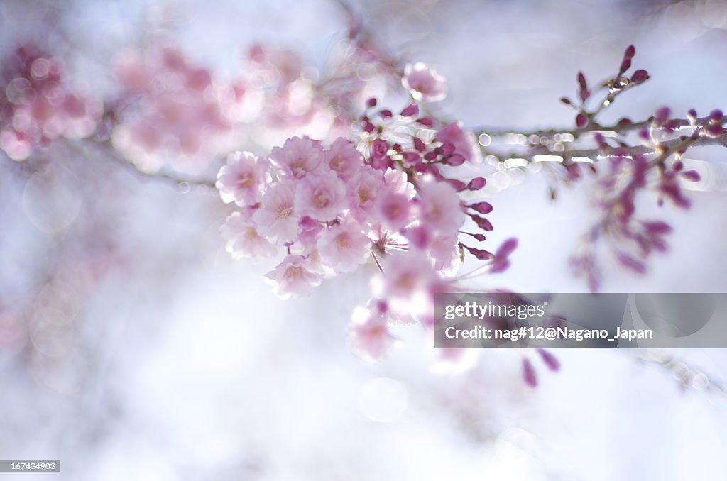 SAKURA