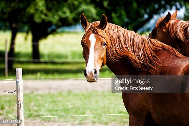 horses - horse hoof stock pictures, royalty-free photos & images