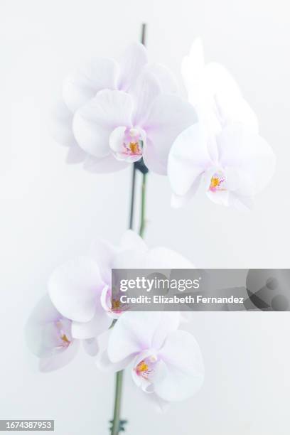 gorgeous blooming phalaenopsis orchid - moth orchid stock-fotos und bilder