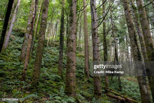 Tree trunks landscape of conifer or pine trees in a forested area on 1st September 2023 in Pontarfynach near Aberystwyth, United Kingdom. Light...
