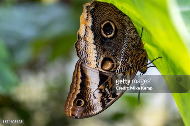 Underside of The Owl butterfly from Central and South America at the Magic of Life Butterfly House on 3rd September 2023 in Ystumtuen near...