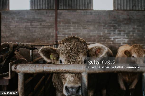 a bullock inside a barn peers out from behind a bar - abattoir stock pictures, royalty-free photos & images