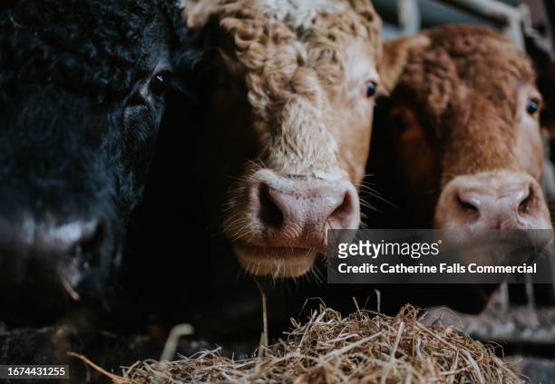 three bullocks stand side by side in a barn - bull face stock pictures, royalty-free photos & images