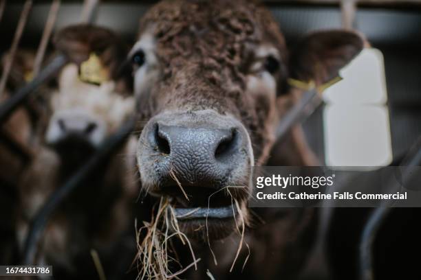 low angle view of a large grey bullock munching on hay - bull face stock pictures, royalty-free photos & images