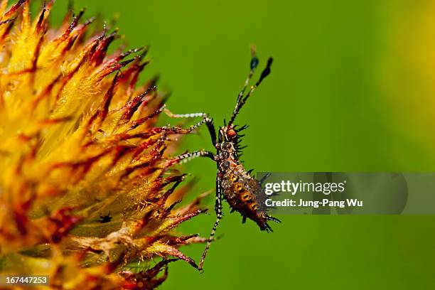 spined bug on spined seeds - kissing bug fotografías e imágenes de stock