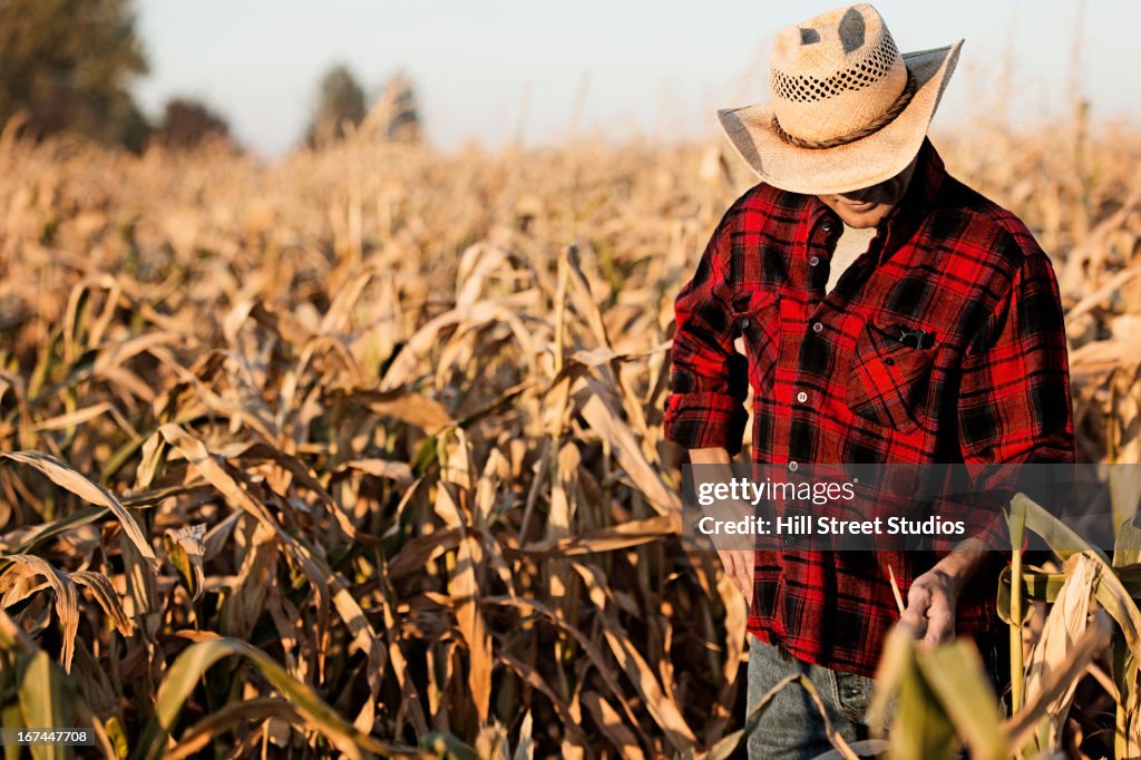 Hispanic farmer examining crops in field