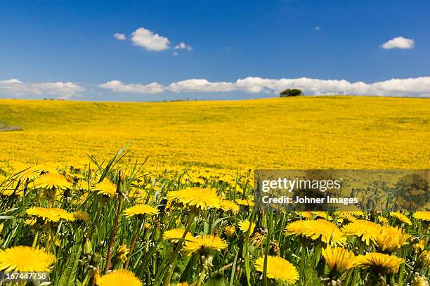 farm field with dandelions, osterlen, skane, sweden. - skane stock pictures, royalty-free photos & images