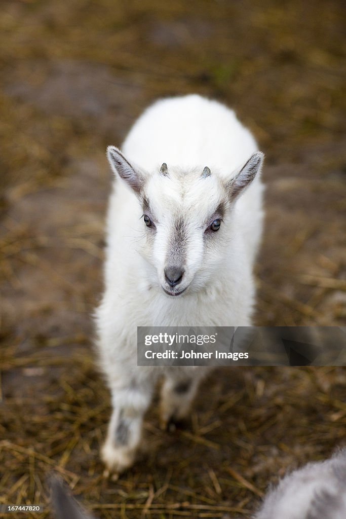 White goat kid, high angle view