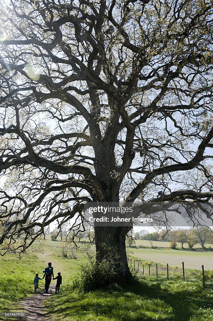 Woman with children walking under high oak tree
