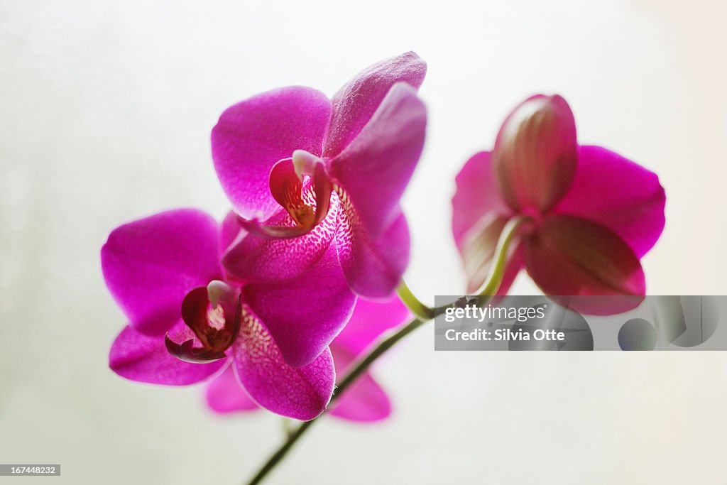 Beautiful pink red orchid