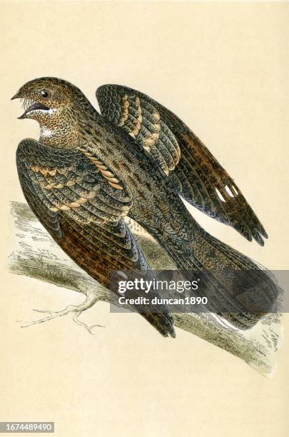 nightjar a medium-sized nocturnal or crepuscular , wildlife, art, birds - caprimulgus europaeus stock illustrations