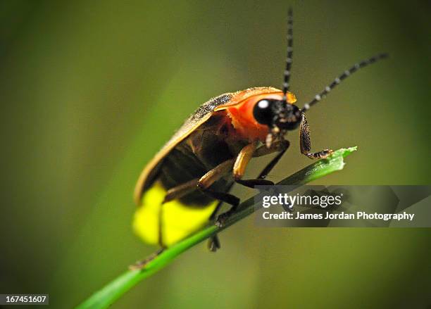 firefly on blade of grass - fireflies stockfoto's en -beelden
