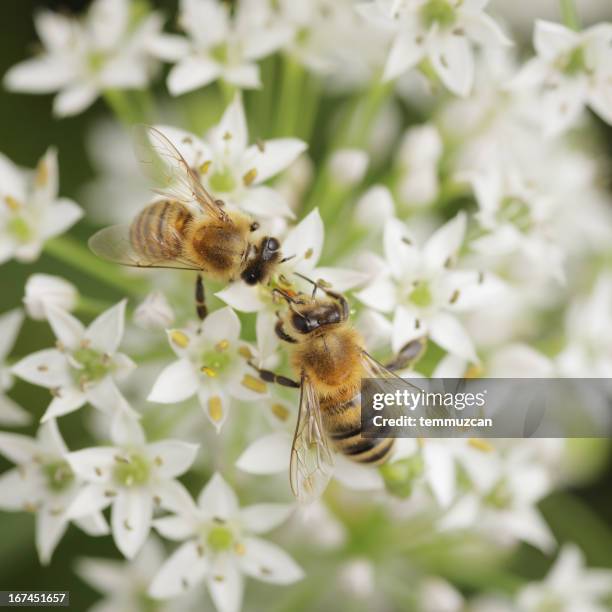 bees - poisonous flower stock pictures, royalty-free photos & images