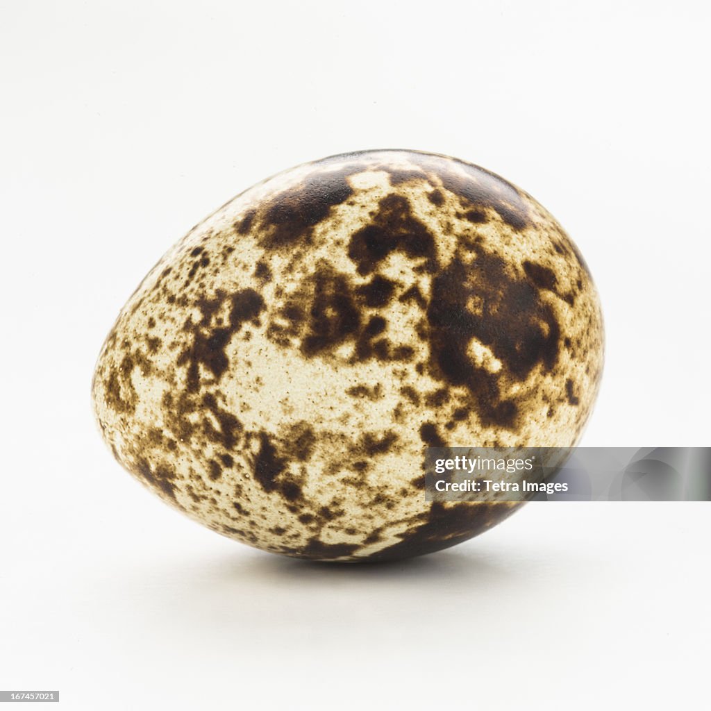 Studio shot of quail eggs