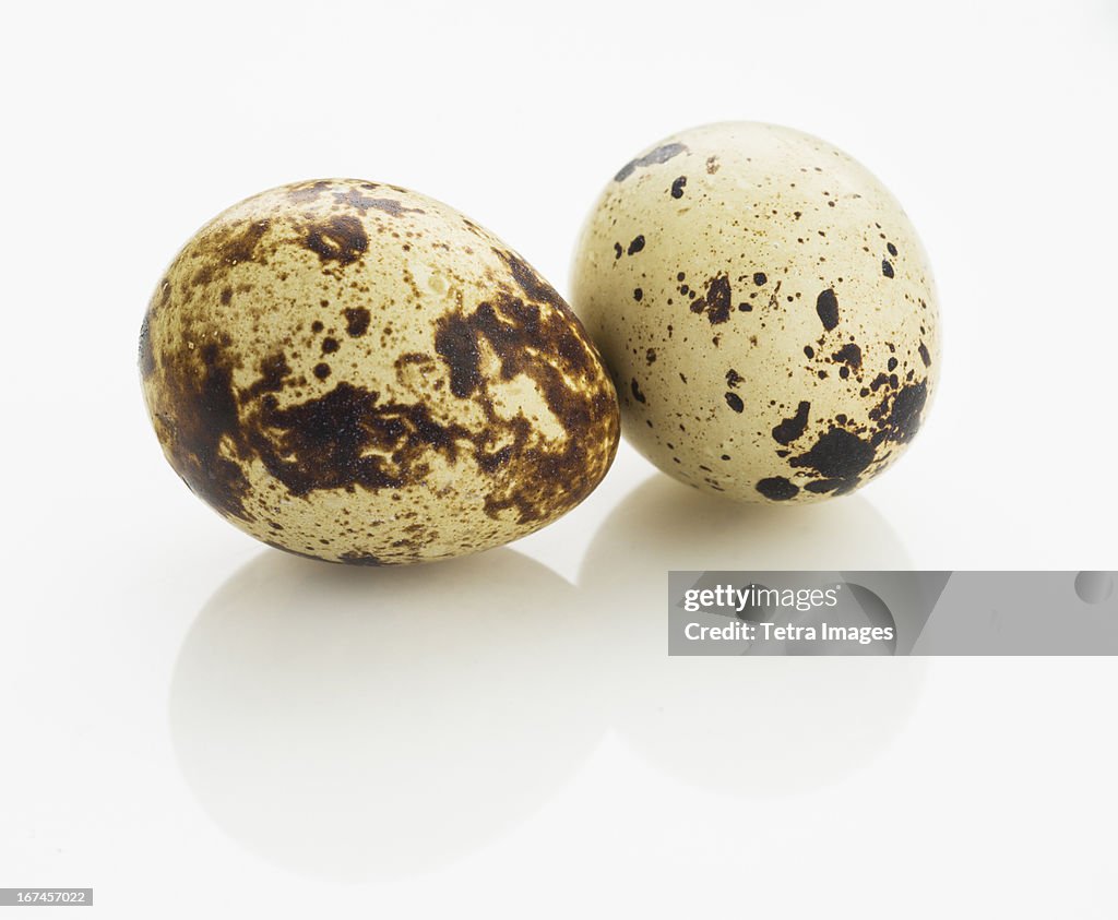 Studio shot of quail eggs