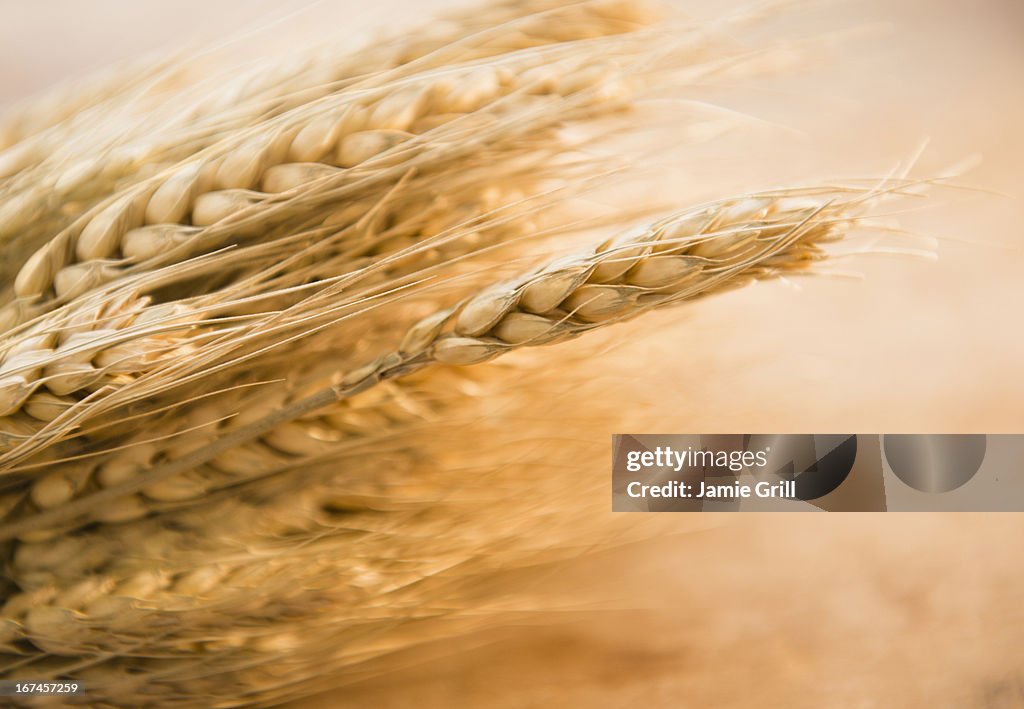 Close-up of wheat ear