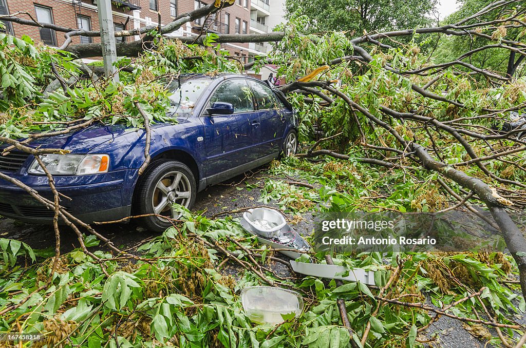 USA, New York, Brooklyn, Car smashed by fallen tree