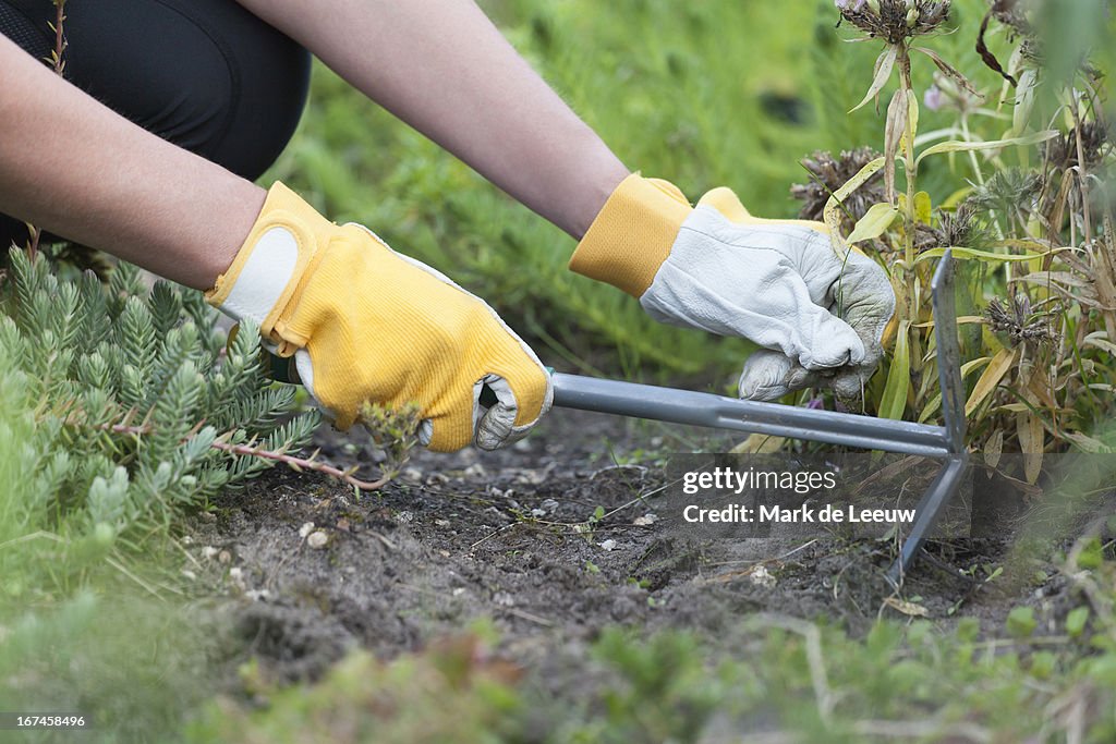 Holland, Goirle, woman weeding