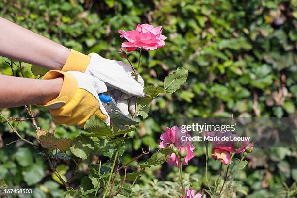 holland, goirle, woman using pruning shears for cutting rose - pruning stock pictures, royalty-free photos & images