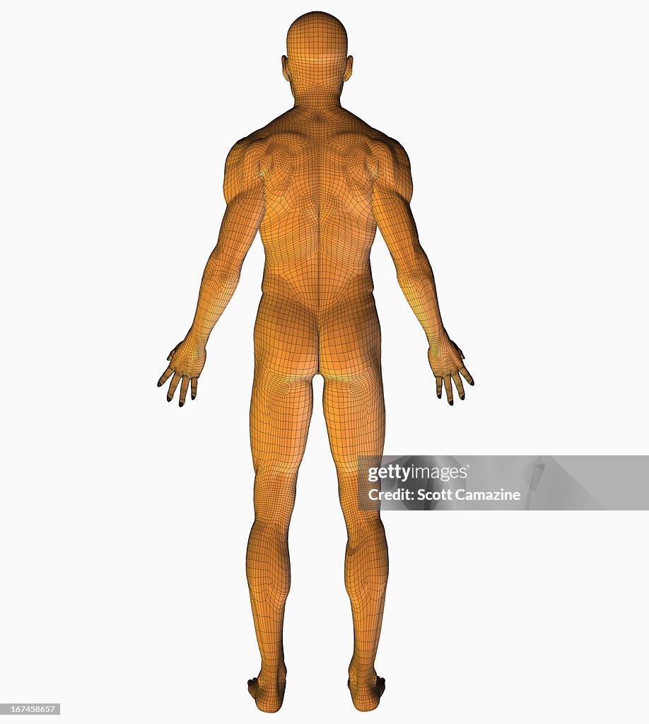 Digitally generated image of human representation