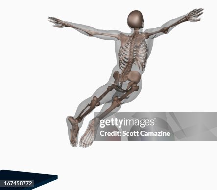 Human Skeleton Jumping Off Trampoline On White Background High-Res ...