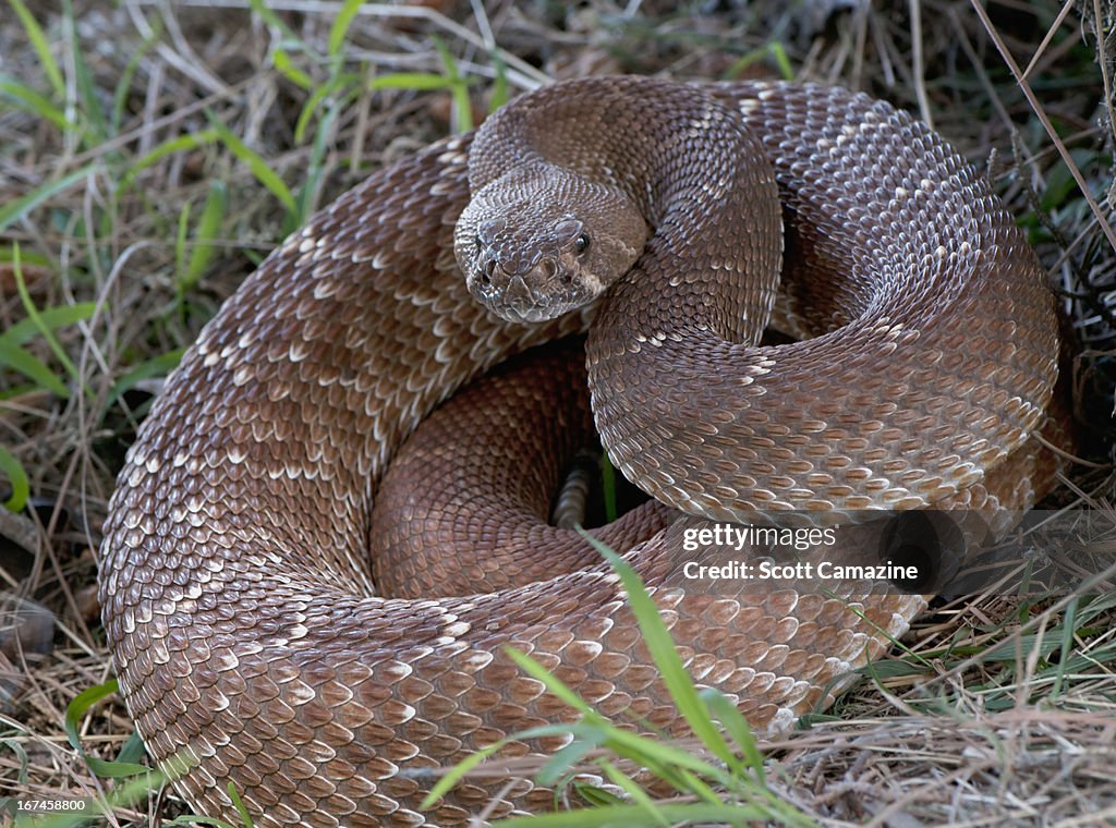 USA, Rattlesnake coiled in grass