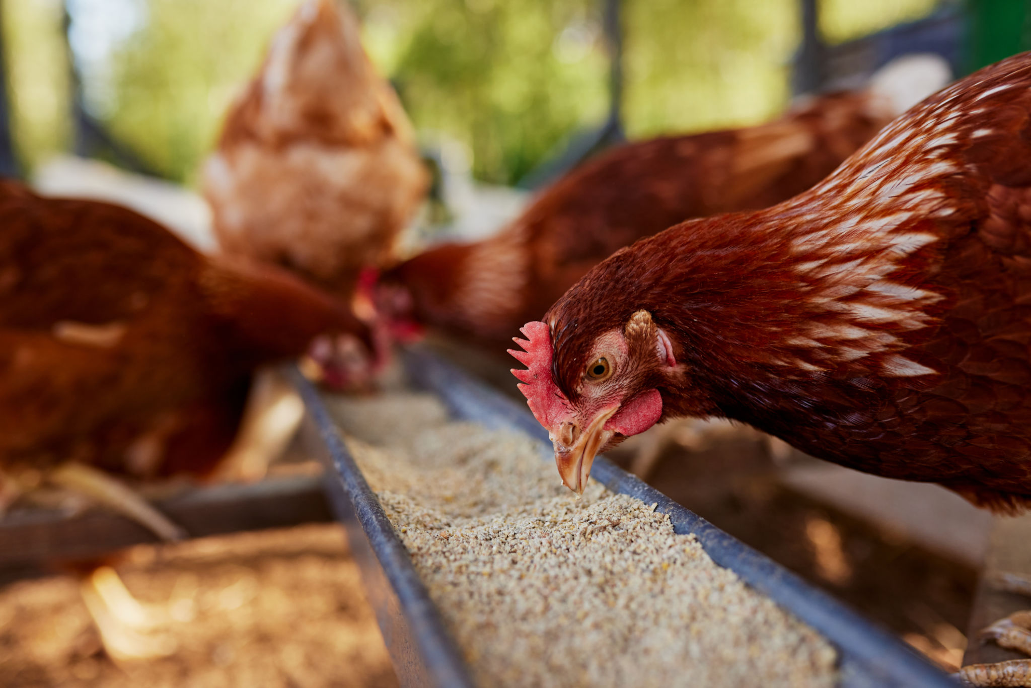 animal feed