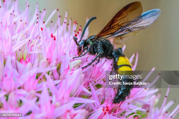 scoliidae - scolia hirta  on a pink flower - scolia stock pictures, royalty-free photos & images