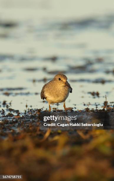 a temminck's stint, calidris temminckii, feeding in a wetland - temminckii stock pictures, royalty-free photos & images