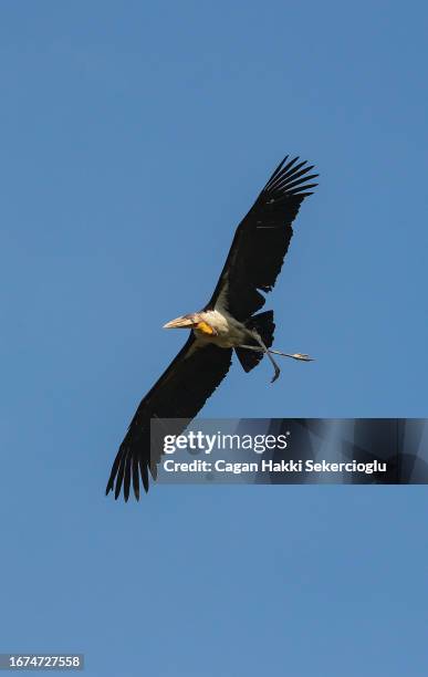 an endangered greater adjustant stork, leptoptilos dubius, with a broken leg flying over the garbage dump. - endangered species stock pictures, royalty-free photos & images