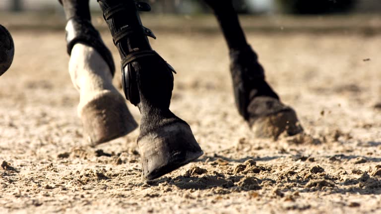 https://media.gettyimages.com/id/167481853/video/horse-hooves-kicking-sand.jpg?b=1&s=640x640&k=20&c=xRCvDyoxwV_Qi-D1CCxew22Y0p2PiaiGqEIANKJOJss=