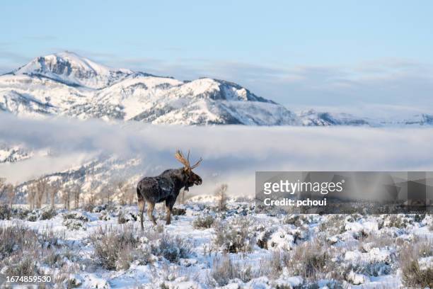 bull moose, alces alces, buck, big male animal walking - bull moose jackson stock pictures, royalty-free photos & images