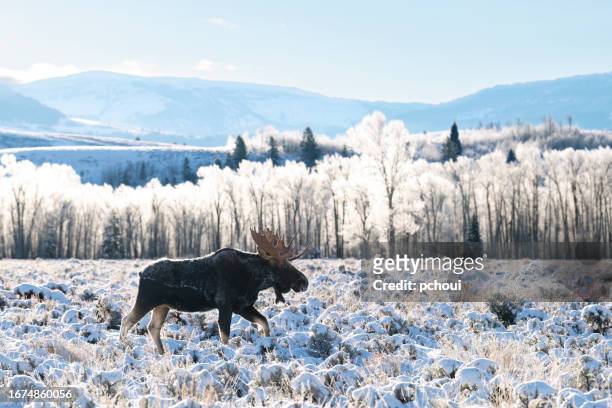 bull moose, alces alces, buck, big male animal walking - bull moose jackson stock pictures, royalty-free photos & images