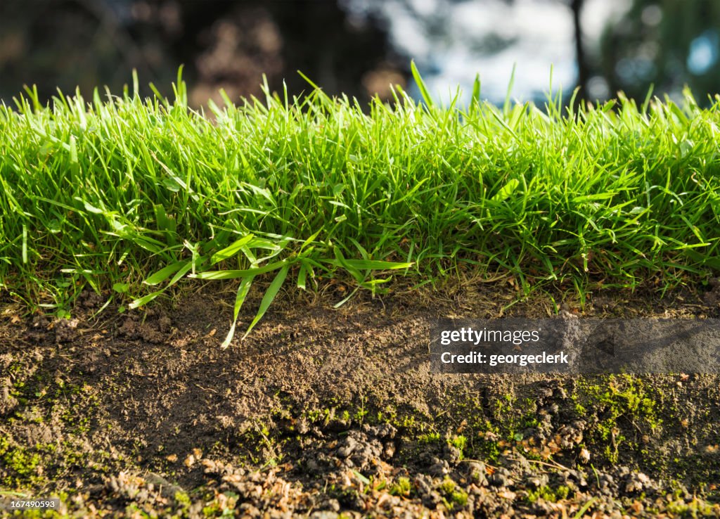 Gras Cross Abschnitt