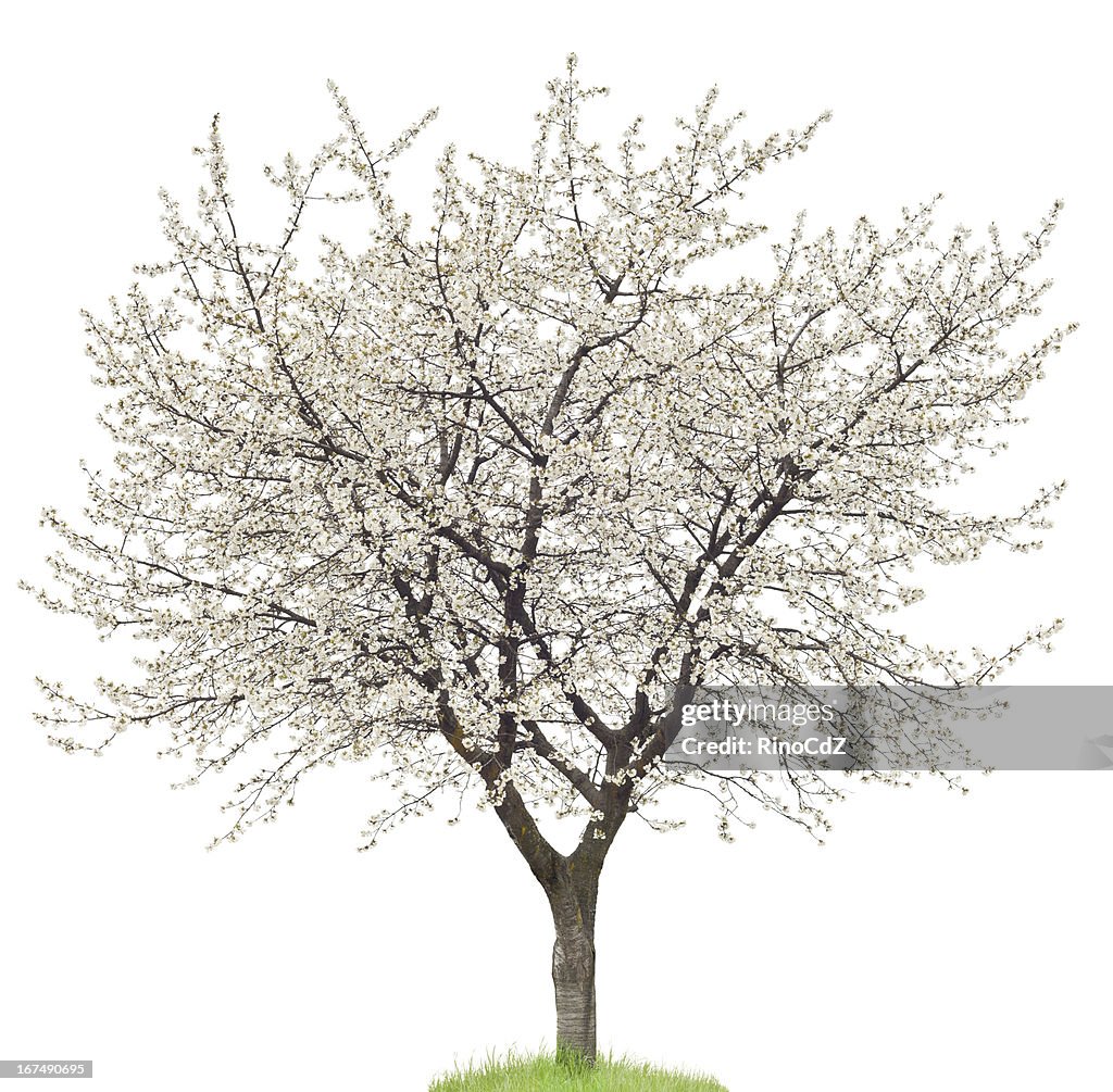 Blooming Cherry Tree On White