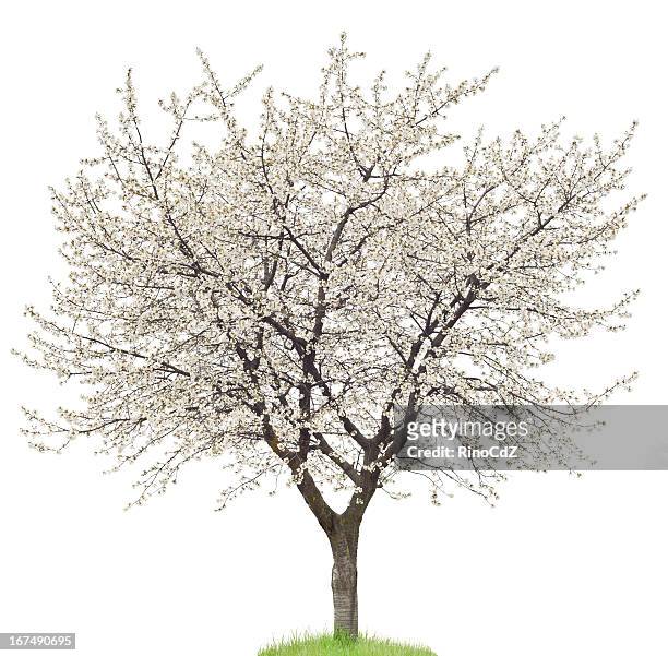 blooming cherry tree on white - blossom trees stock pictures, royalty-free photos & images