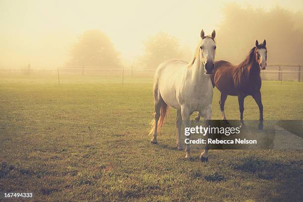 quarter horses in morning fog - cuarto de milla fotografías e imágenes de stock