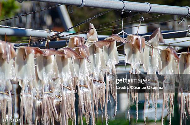 surume-ika in tottori - cuttlefish stock pictures, royalty-free photos & images