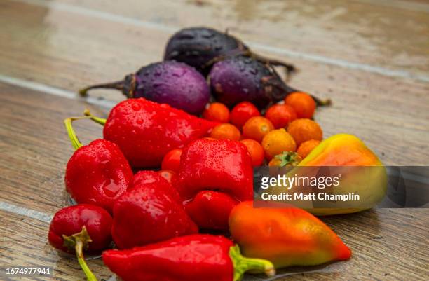 colorful vegetables from home garden - syracuse new york stock pictures, royalty-free photos & images