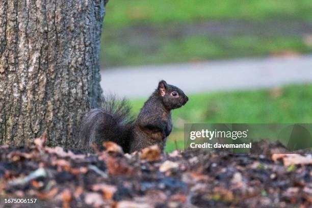 squirrel scavenging food - rodent stock pictures, royalty-free photos & images