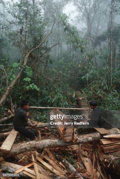 Pair of Hmong boys cuts a sandalwood log into pieces small enough to be carried out of the jungle by Hmong men. Behind them is the jungle from which...