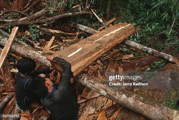 Pair of Hmong boys mark the end of a sandalwood log before cutting it into pieces small enough to be hauled out by adult Hmong men. The boys use a...