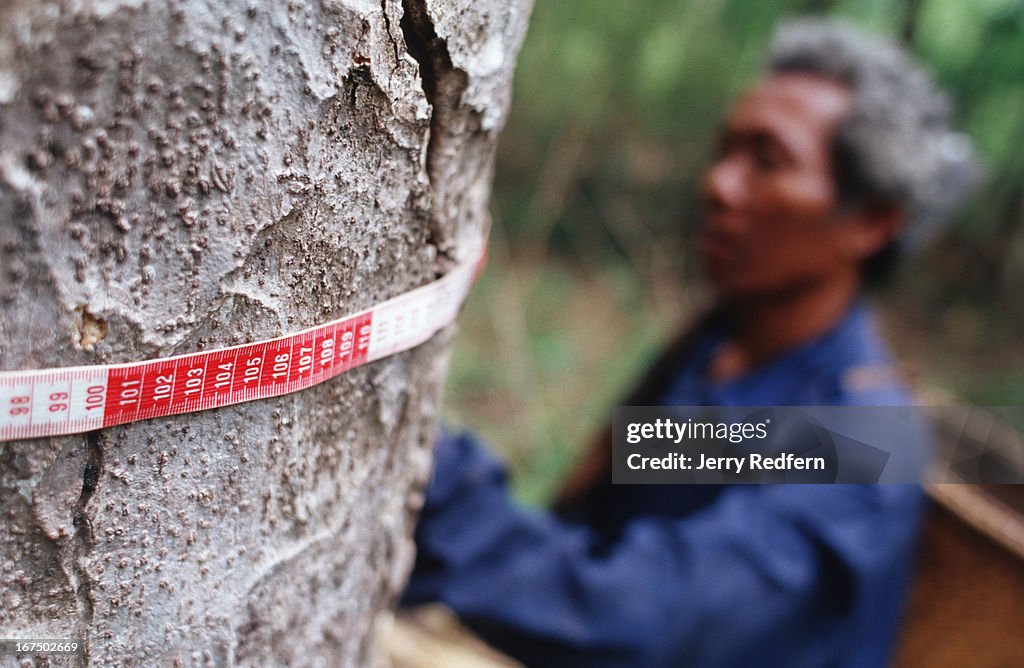 Here, Pnong man Ply Ch'hroeut helps to measure one of his...