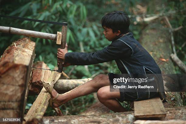 Hmong boy works his half of a two-man saw to cut a sandalwood log in to pieces small enough to be carried out of the jungle by Hmong men. Much of the...