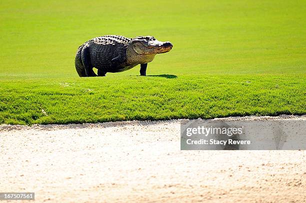 Three-legged alligator crosses the 12th fairway during the first round of the Zurich Classic of New Orleans at TPC Louisiana on April 25, 2013 in...