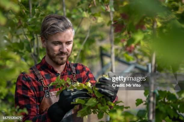 portrait of a gardener pruning seedlings - arab gardens stock pictures, royalty-free photos & images