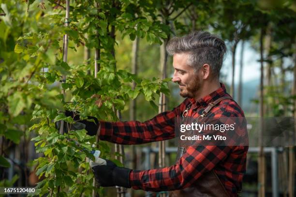portrait of a gardener pruning seedlings - arab gardens stock pictures, royalty-free photos & images