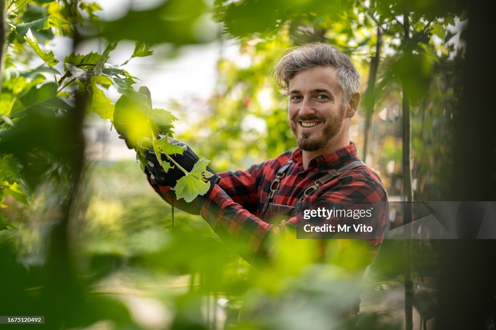 Portrait of a gardener pruning seedlings
