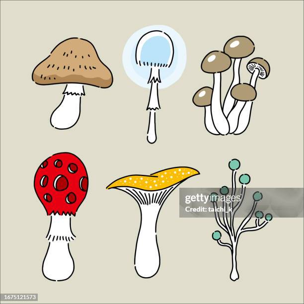 various mushrooms - enoki mushroom stock illustrations